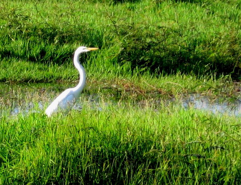 white bird