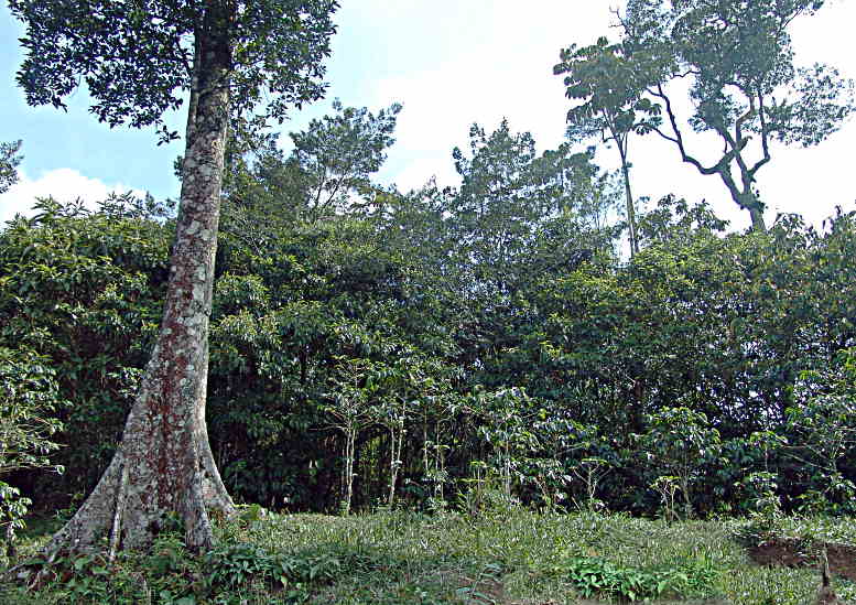 Tree Promenade