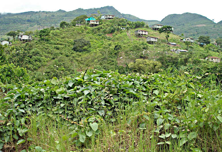 Hilltop Miner Houses