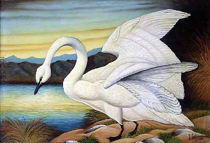 MontiS-swan